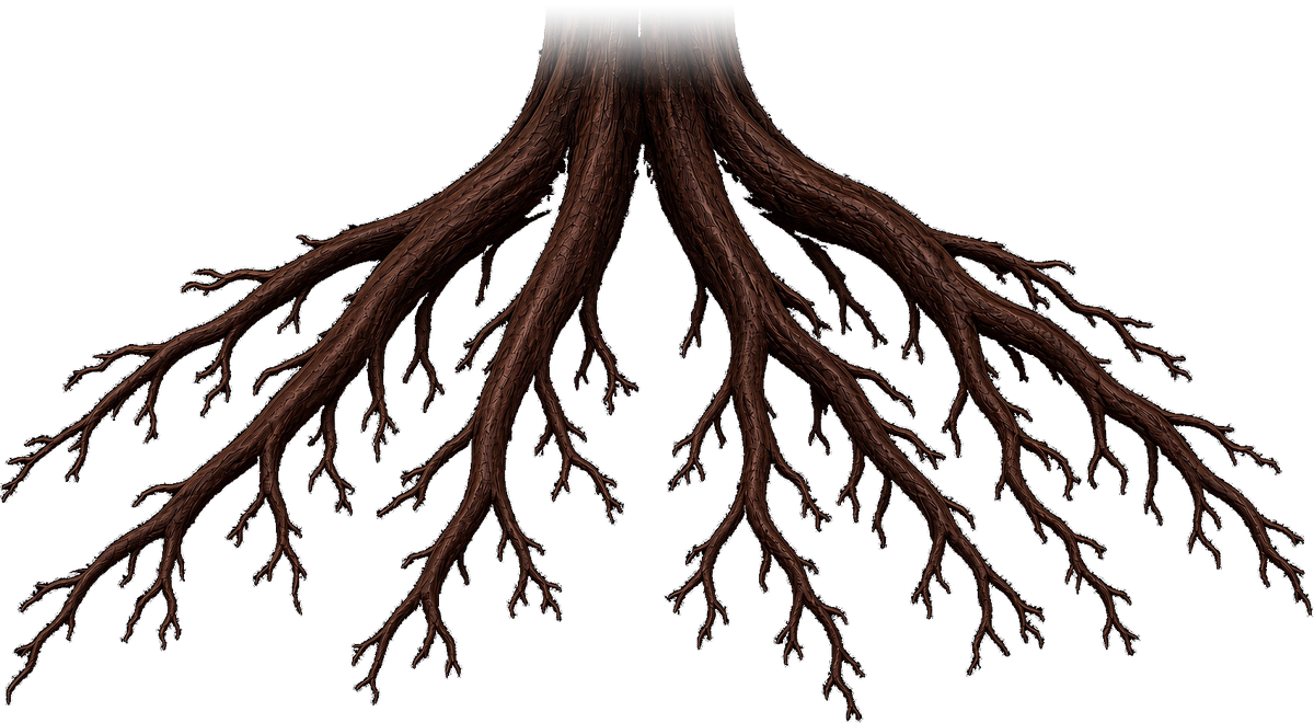 A tree root system, its six main roots standing for the six client types we serve.